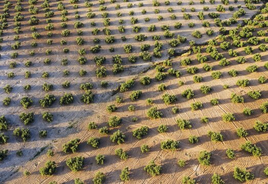 Cultivated olive trees (Olea europaea), aerial view, drone shot, C&oacute;rdoba province, Andalusia, Spain