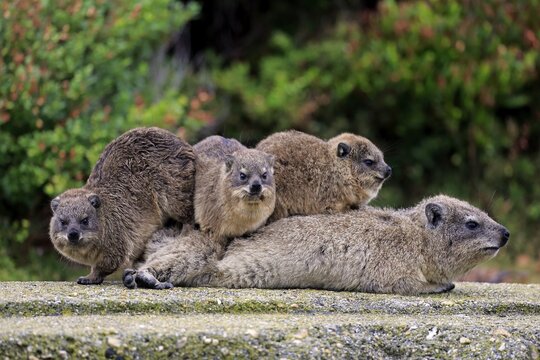 Rock Hyraxes (Procavia capensis) adult female with three young, social behavior, Betty's Bay, Western Cape, South Africa