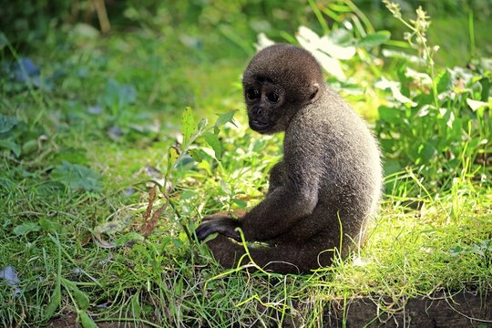 Brown wool monkey (Lagothrix lagotricha cana), young animal sitting in the grass, captive, occurrence in South America