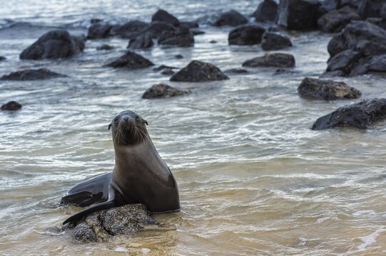 Gal&aacute;pagos Sea Lions (Zalophus wollebaeki), pup, Gal&aacute;pagos