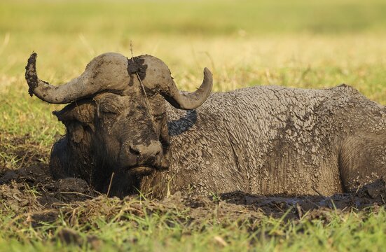 Cape Buffalo (Syncerus caffer caffer), bull enjoying a mud hole, Chobe National Park, Botswana