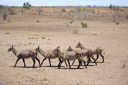 Ellipsen waterbuck (Kobus ellipsiprymnus), adult, herd runs through dried out savannah, Kruger National Park, South Africa
