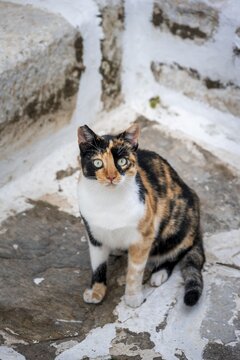 Black and yellow tabby cat in an alley, Paros, Cyclades, Aegean Sea, Greece