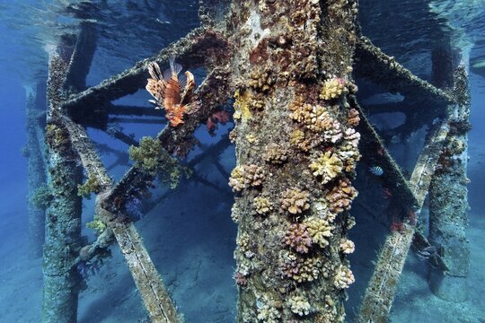 Jetty overgrown with stony corals, common lionfish (Pterois miles), Red Sea, Aqaba, Jordan