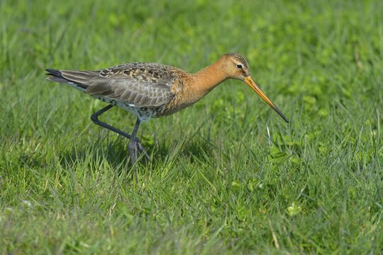 Black-tailed Godwit (Limosa limosa), male in breeding plumage foraging for food, Waal en Burg nature reserve, Texel, West Frisian Islands, province of North Holland, Netherlands