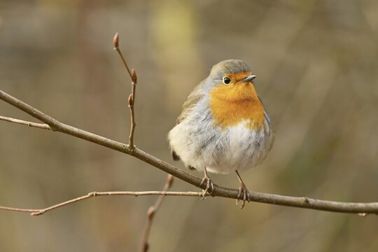 European robin (Erithacus rubecula), sitting on branch, Switzerland