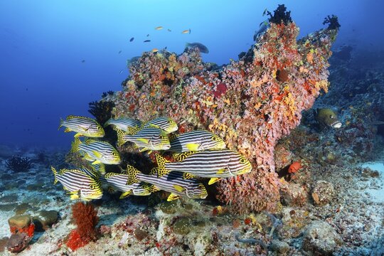 Swarm Oriental sweetlips (Plectorhinchus vittatus) swims off Coral Block, Indian Ocean, Maldives