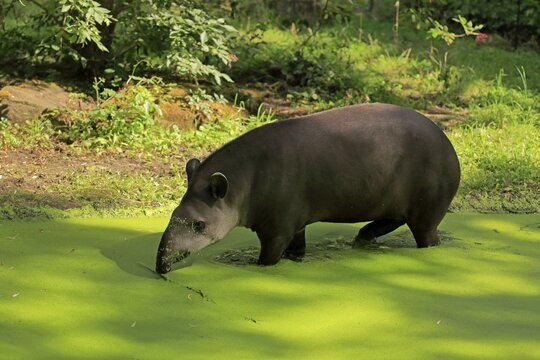 Lowland tapir (Tapirus terrestris), adult, foraging, in water, captive