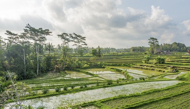 Rice terraces of Jatiluwih, Bali, Indonesia