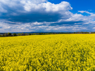 Fototapeta premium Vast field of yellow flowers under a blue sky and clouds in a rural area during the daytime in spring