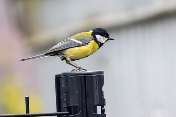 Great Tit (Parus major) perched on a dark fence post with a smooth blurred background © vafn