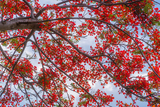 Beautiful Tropical red flowers Royal Poinciana or The Flame Tree (Delonix regia) in Thailand on blue sky the forest summer naturel background.