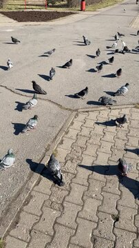 Pigeons pecking millet on asphalt, dense flock feeding in sunny urban plaza, birds jostling over scattered grains, textured