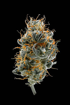 Macro shot of Sundae Thumper Auto cannabis flower bud with dense resinous trichomes and orange pistils, isolated on black background