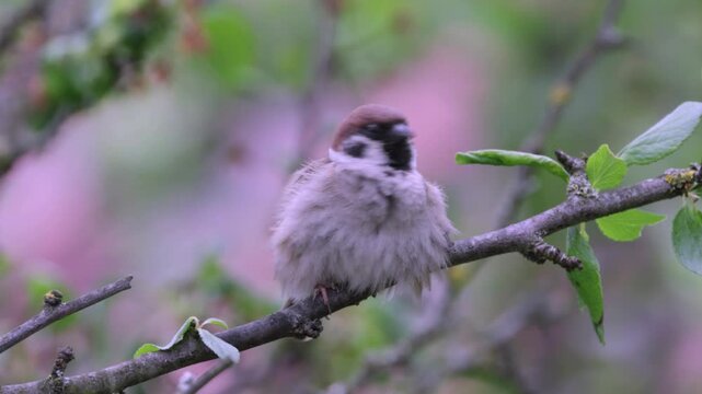 male tree sparrow on a branch