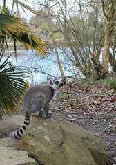Fototapeta premium Ring-tailed lemur sitting on a stone near a lake