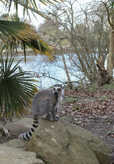 Fototapeta premium Ring-tailed lemur sitting on a stone near a lake