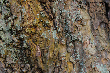 Knobby weathered tree trunk background for design © Maryia