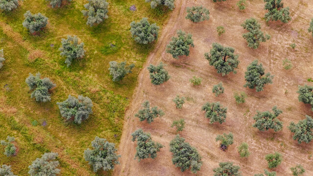 Olive trees thriving on one side with green grasses, contrasting sharply with a parched, dry field on the other side, illustrating the effects of varying water availability and climate change