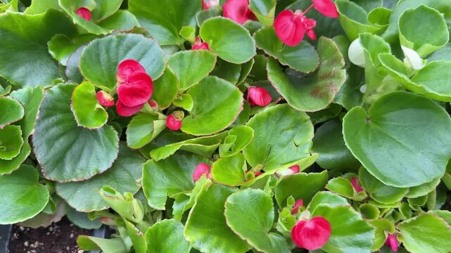 Tuberous begonia close-up bright pink blooms white accents glossy scalloped leaves nursery tray display in daylight morning dew
