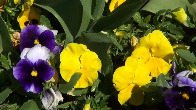 Yellow pansies on flowerbed.