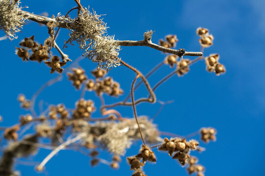 tree branches covered in lichens