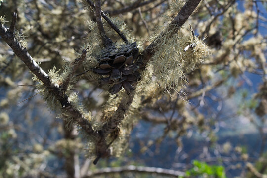 pine tree branch with heavily draped beard lichens (Usnea)