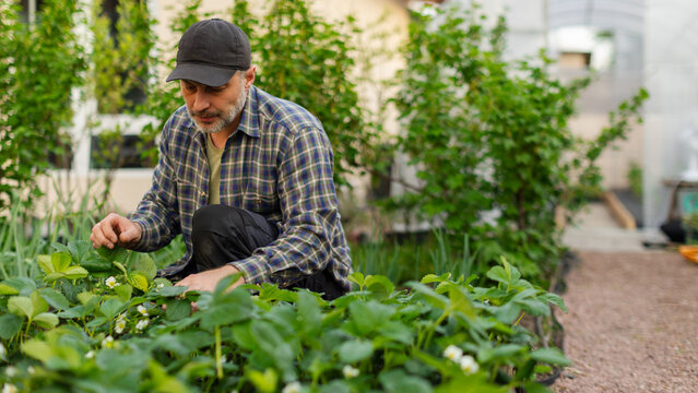 Man working in the garden picking leaves and checking plants during the day in his backyard, free space