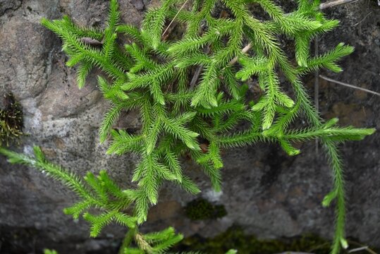 Club moss (Lycopodium clavatum) is a brush-like, creeping evergreen fern, a primitive plant with medicinal properties.