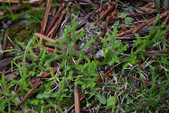 Club moss (Lycopodium clavatum) is a brush-like, creeping evergreen fern, a primitive plant with medicinal properties.
