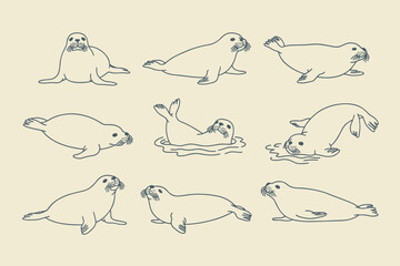 Nine hand drawn seals in various poses on a cream background animal marine mammal wildlife outline © Siddhartha