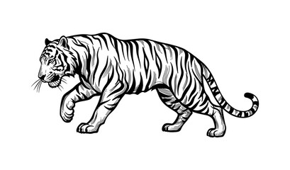Fototapeta premium Tiger Illustration