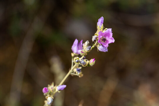 Close up of a Chaparral Bush Mallow flower