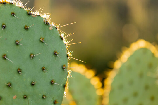 Close up of Prickly Pear Cactus at sunset