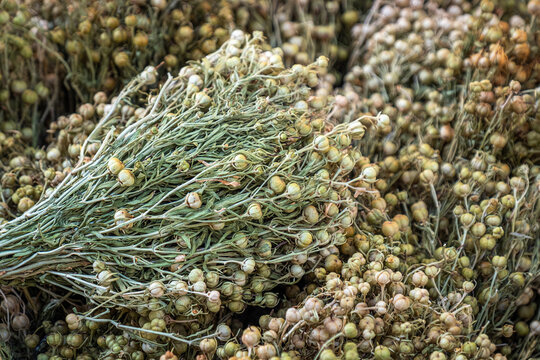 Dried harmala plant and seeds. Peganum harmala. Nitrariaceae. rue plant.