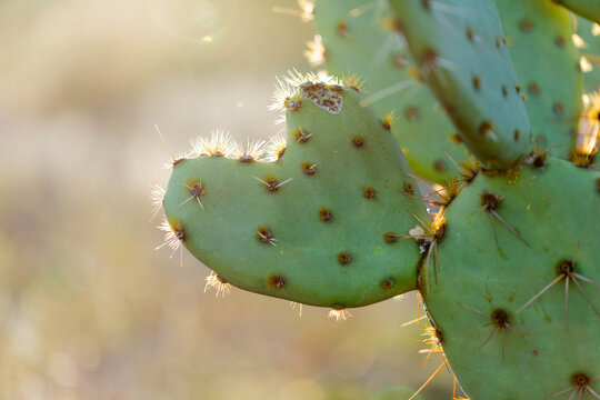 Heart shaped prickly pear cactus pad with golden light