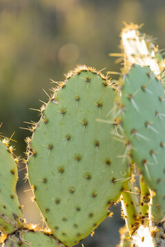 Close up of a prickly pear cactus at sunset