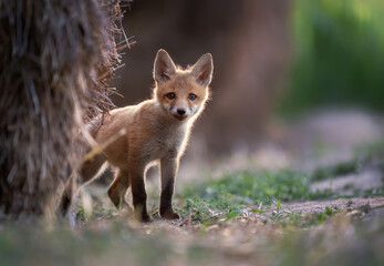 Fototapeta premium Cute young red fox ( Vulpes vulpes )