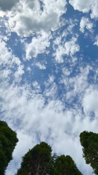 Timelapse of clouds moving against a blue sky with bushes moving in the wind