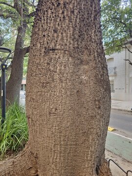 The characteristic bottle-shaped trunk of the exotic tree Ceiba speciosa