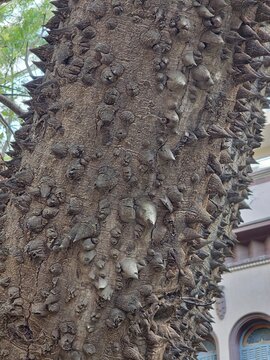 The bark surface of the exotic tree Ceiba speciosa in natural daylight