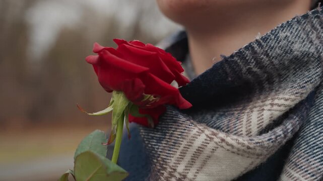 Tight red rose near scarf against cold outdoors, creator prop focus on petal texture, moisture on petals, soft wool pattern, shallow depth, subtle warmth, symbolic romantic detail, muted autumn