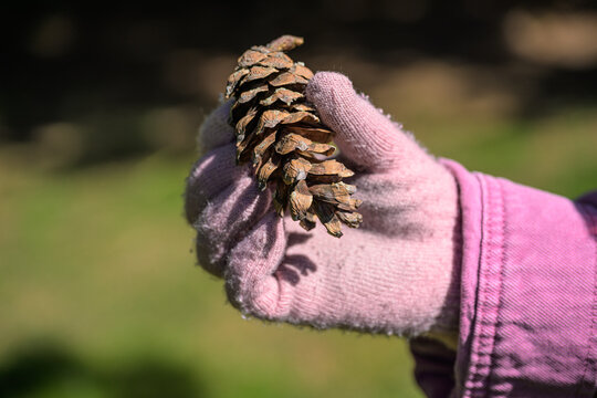 Close view of pine cone Pinus sylvestris held in gloved hand.