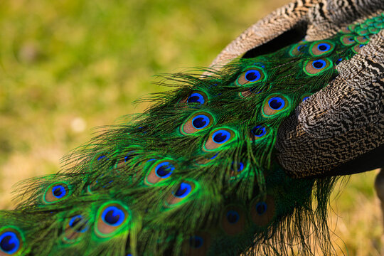 Peacock tail feathers Pavo cristatus spread showing vibrant eye spots.