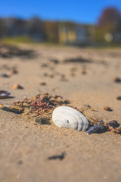Seashell on sandy beach with shallow depth of field and coastal mood.