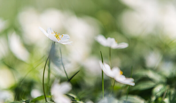 Close up wood anemone Anemone nemorosa flowers with soft forest bokeh.