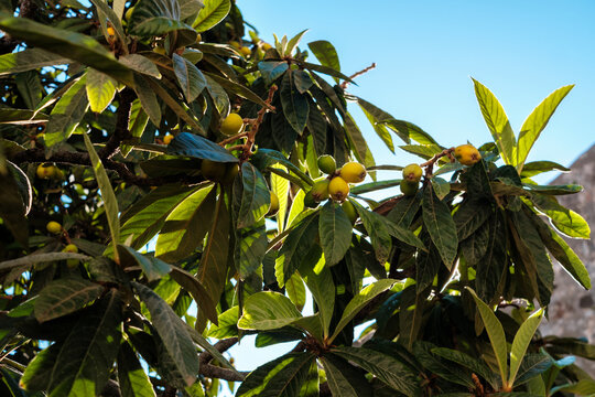 Golden medlar fruits hang among lush green leaves, basking in the sun on a sunny Mediterranean afternoon, ready for harvest
