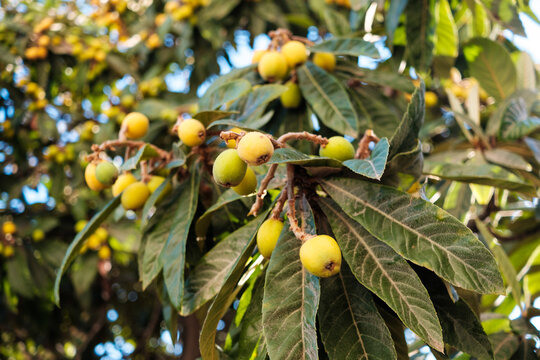 Fresh nisperos are ripening under the Mediterranean sun, surrounded by vibrant green leaves in a sunny outdoor garden