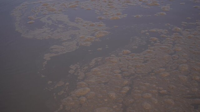 Close-up of swirling, bubbling activated sludge floating in a wastewater treatment aeration tank. Essential B-roll illustrating water pollution, biological sewage treatment, and ESG infrastructure.