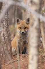 Fototapeta premium Urban red fox den, Canada. 